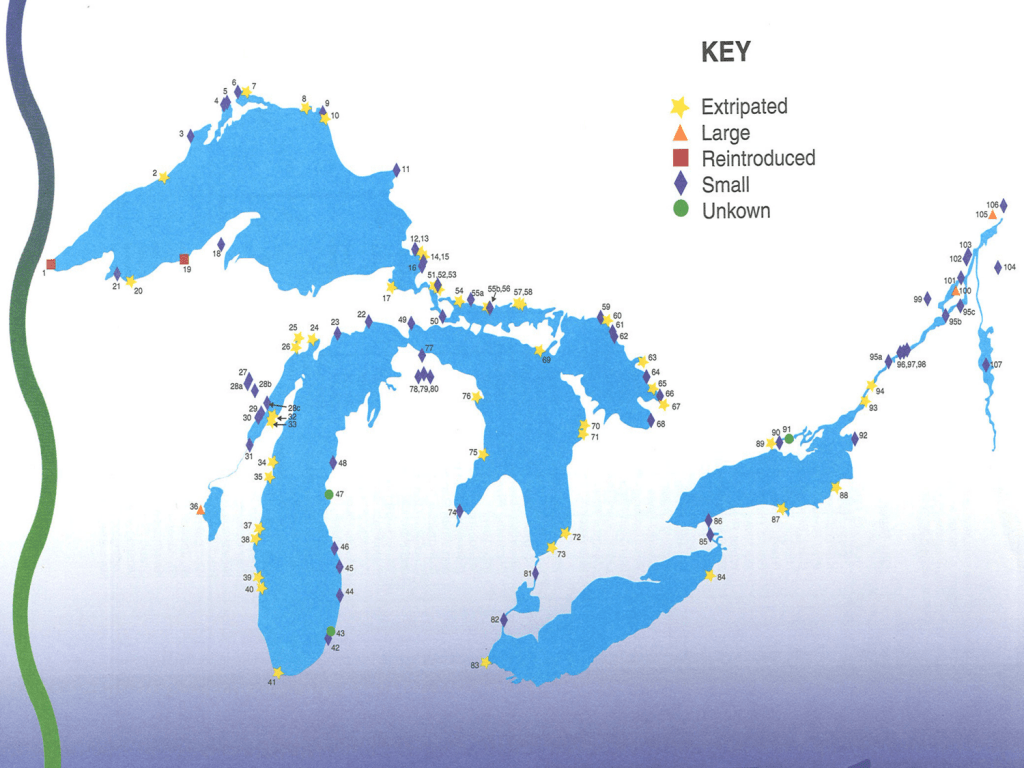 Great Lakes Ecosystems Great Lakes Sturgeon