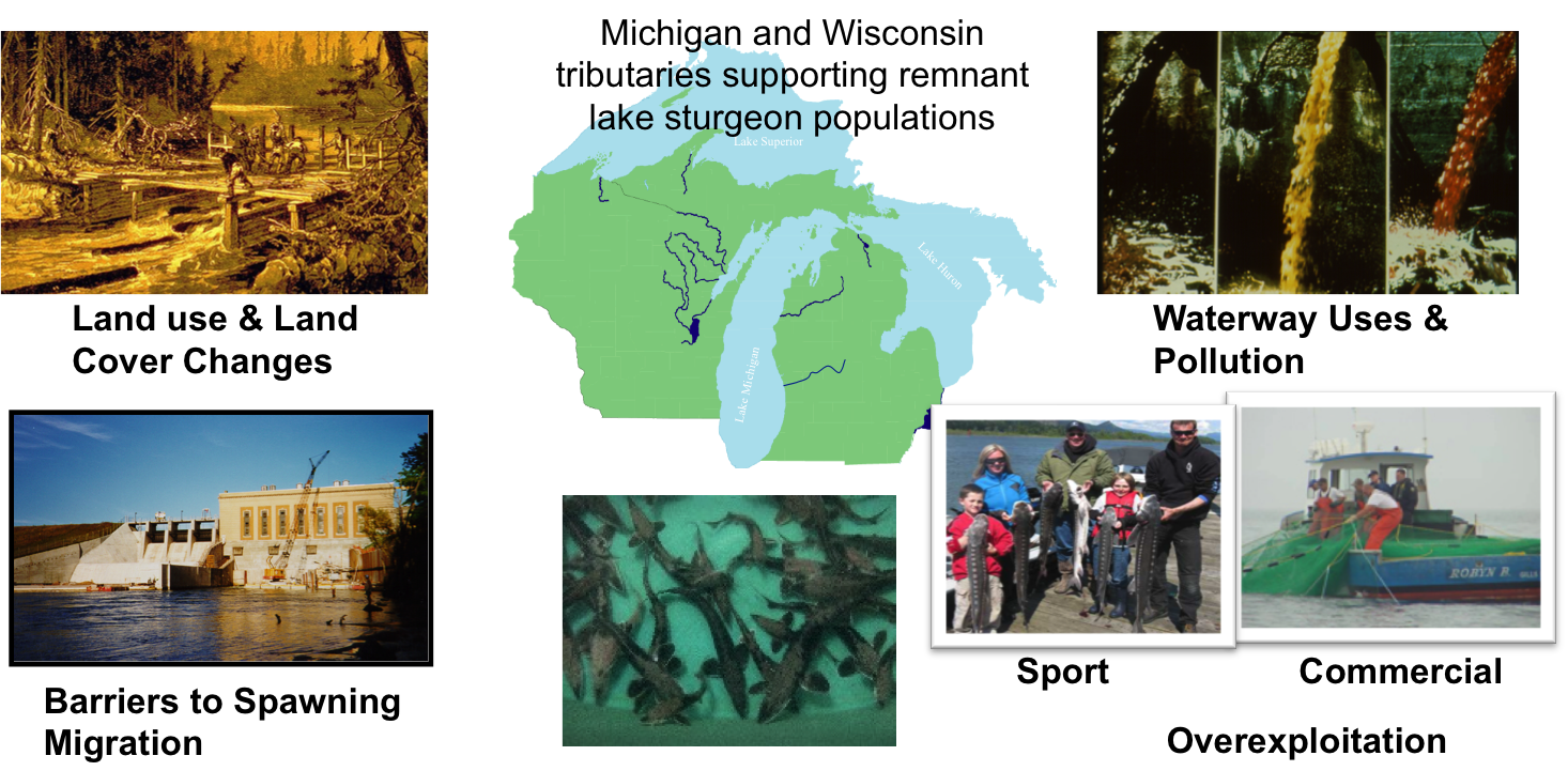 Great Lakes Ecosystems Great Lakes Sturgeon