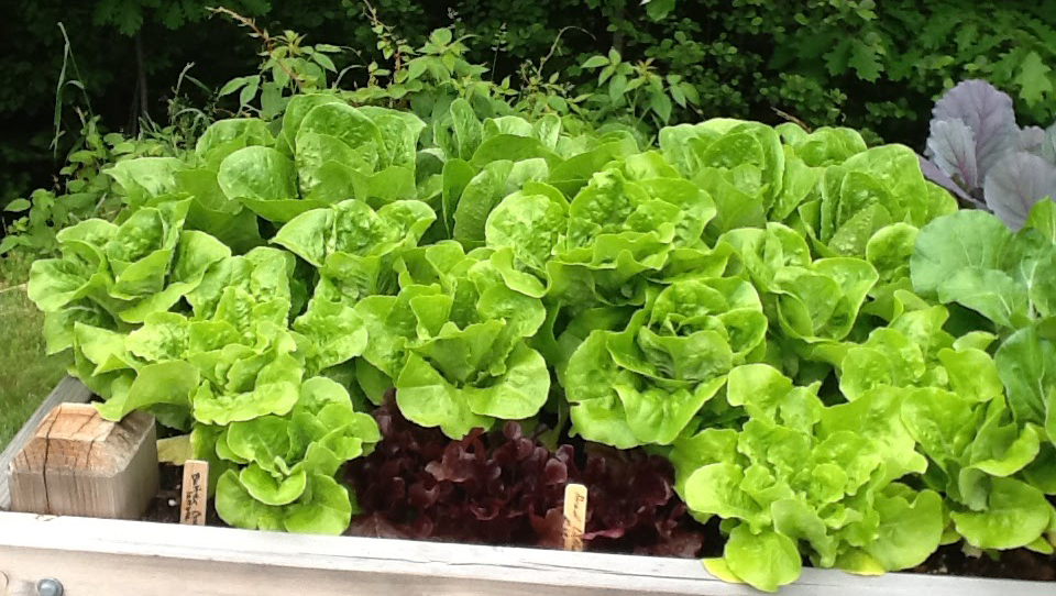 Life as a Highly Sensitive Celiac What We Eat Gluten Free Therapeutics