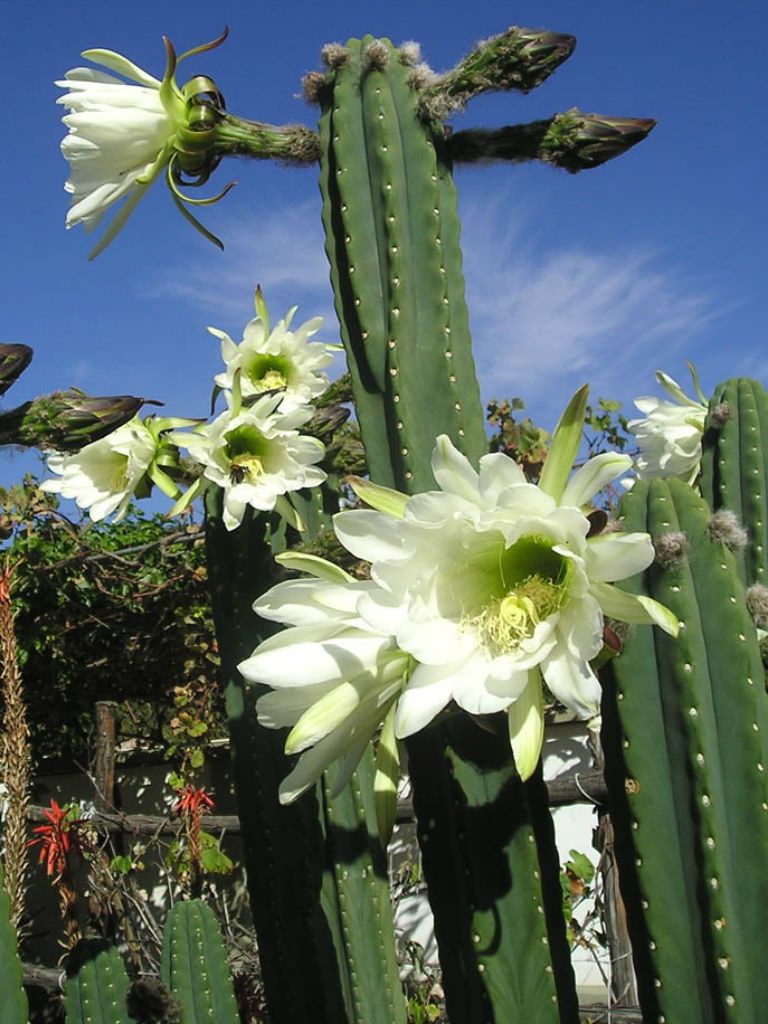Echinopsis pachanoi Gnostic Serpent Community