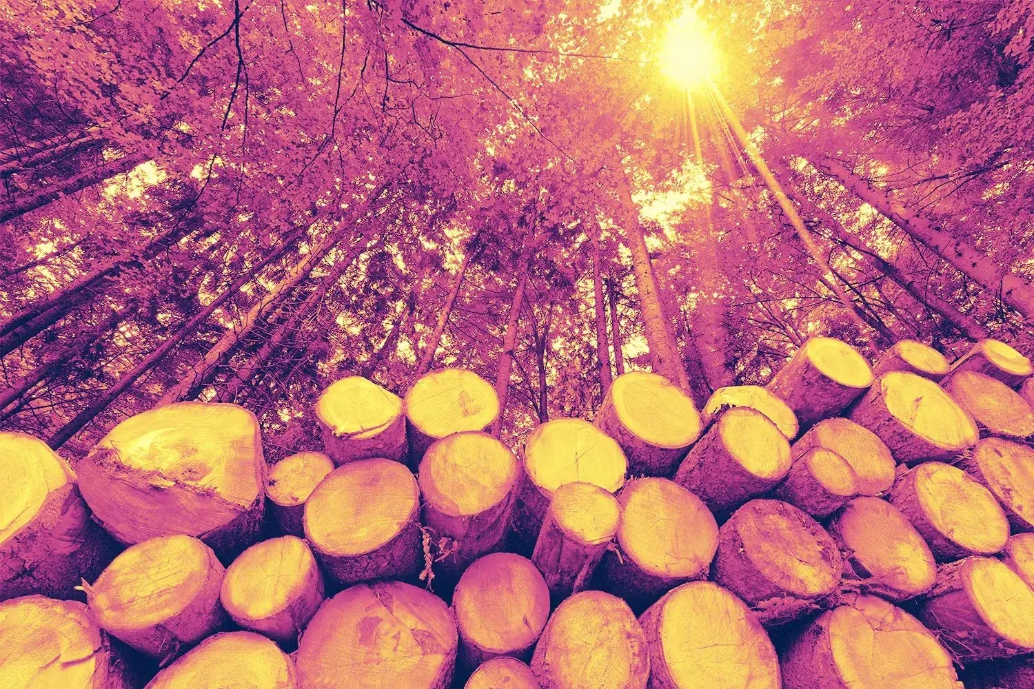 Why Did Lumber Prices Go Up? Amplify Credit Union