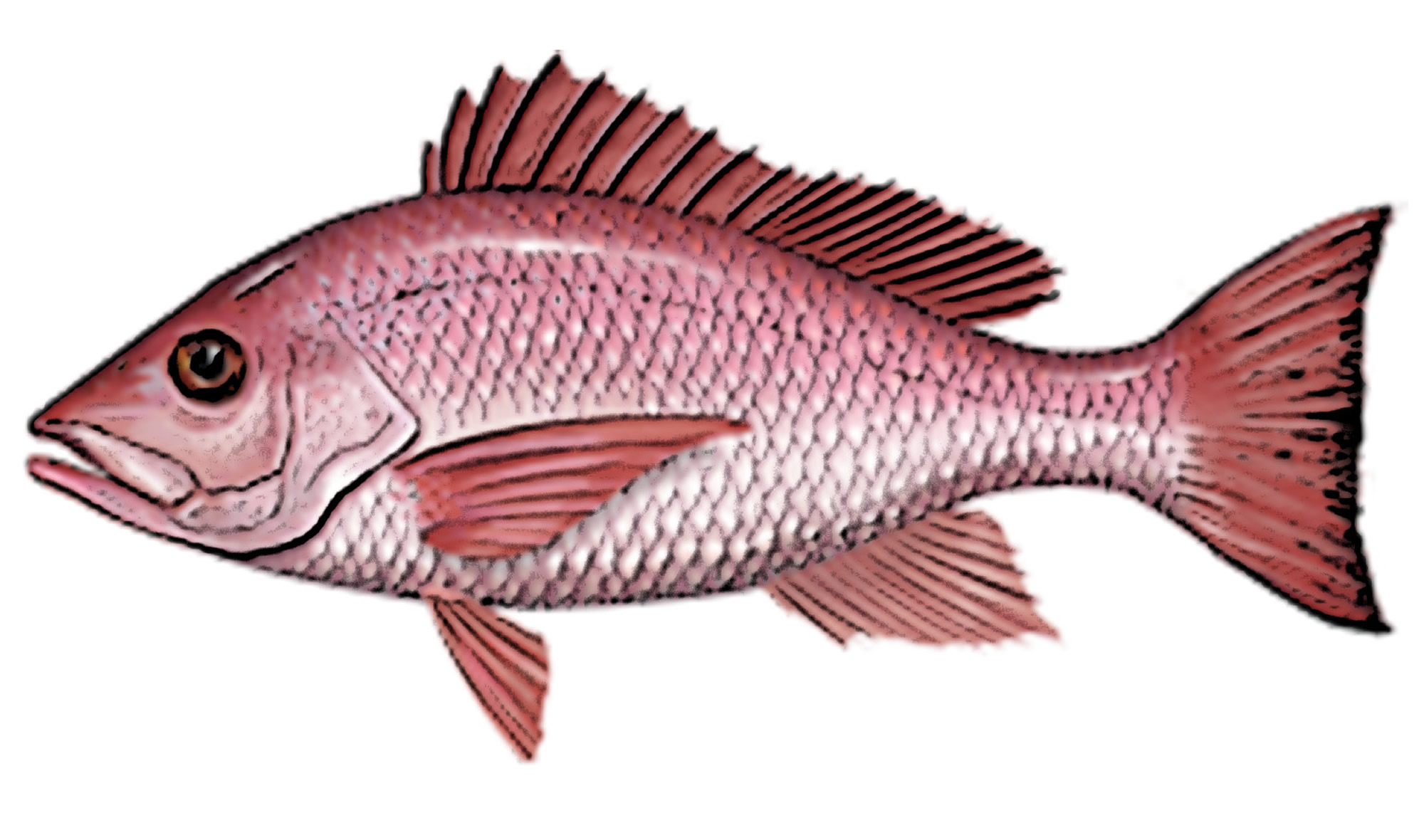 Acuacultura de fomento Instituto Nacional de Pesca Gobierno gob.mx