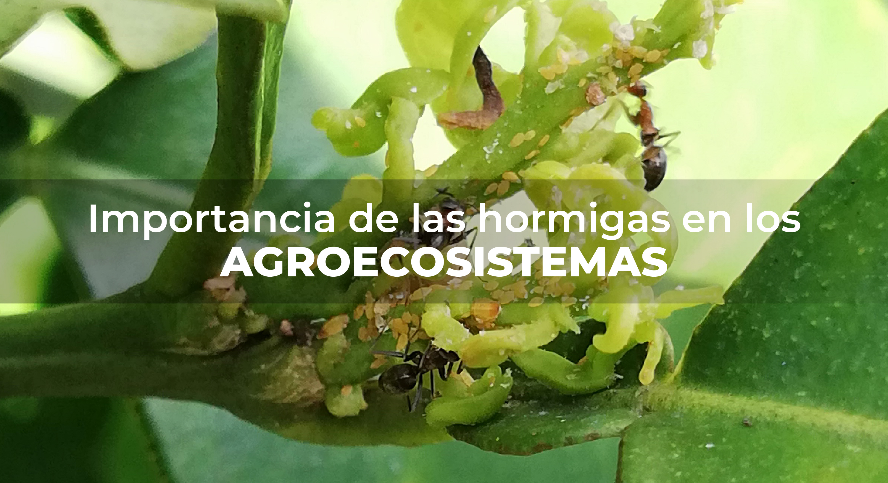 Importancia de las hormigas en los agroecosistemas Instituto Nacional