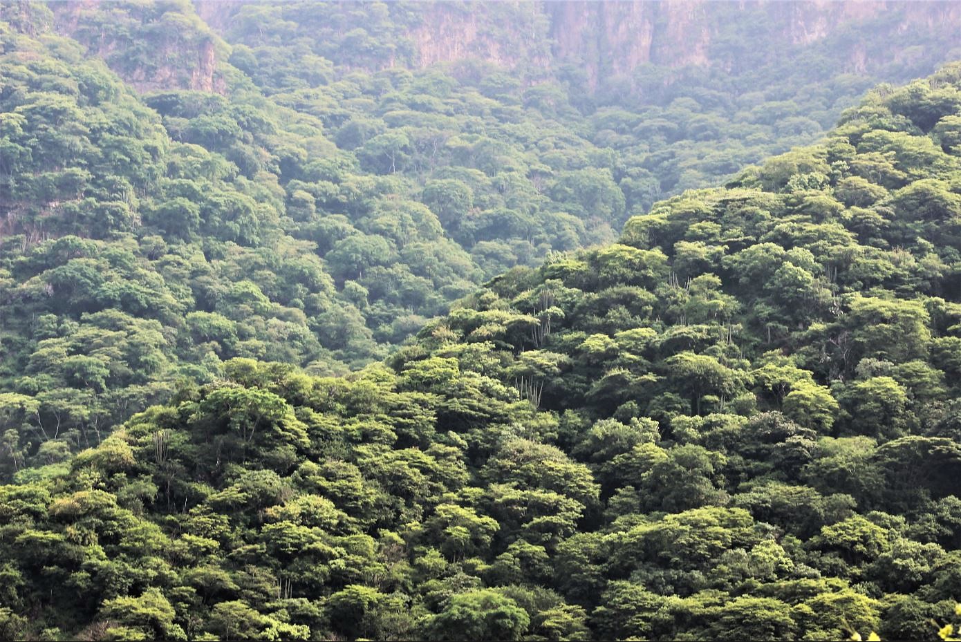 Entre la selva y el desierto Comisión Nacional Forestal Gobierno