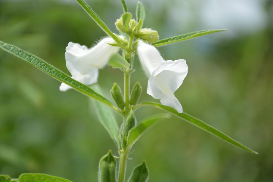 Ajonjolí beneficios y propiedades en nuestra vida Representación