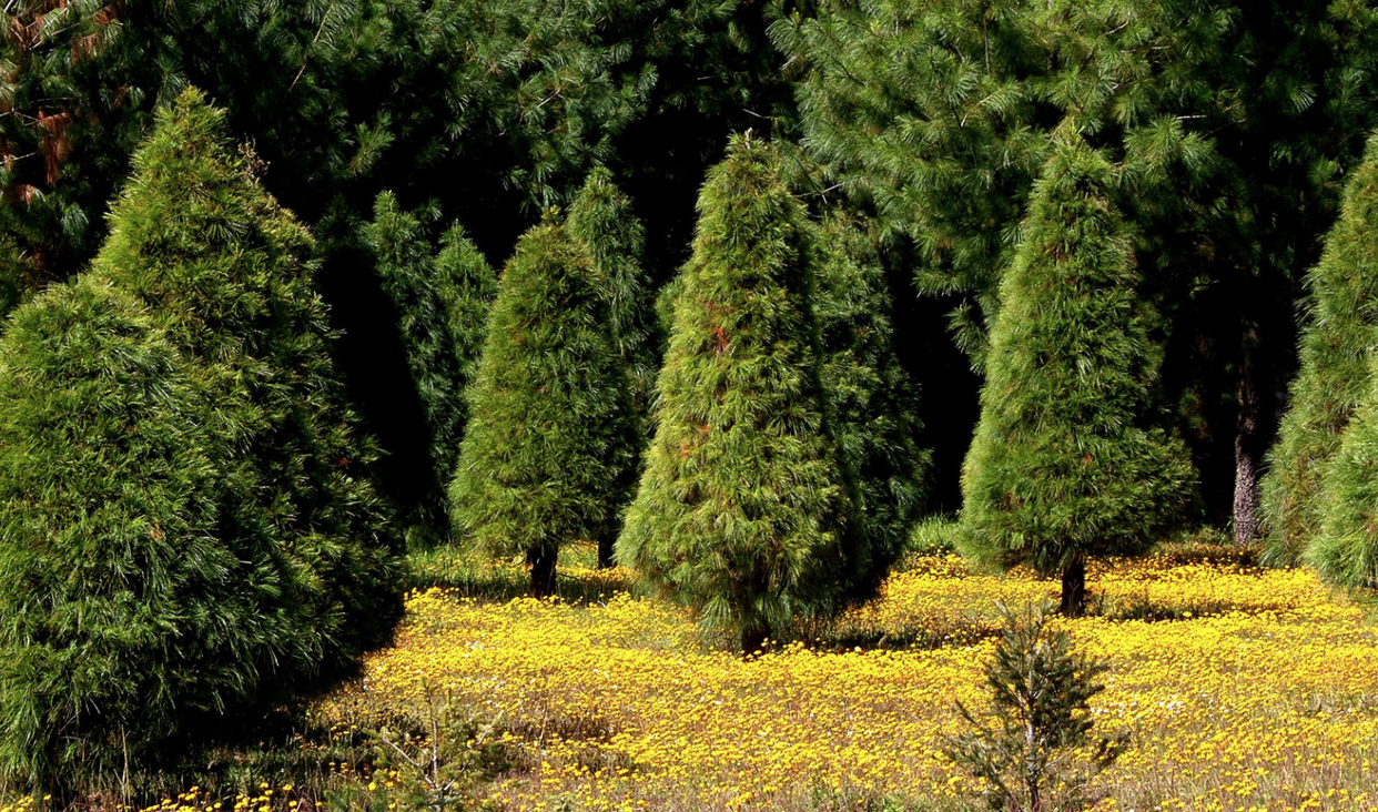 Esta Navidad podemos esparcir el aroma del bosque en nuestras casas