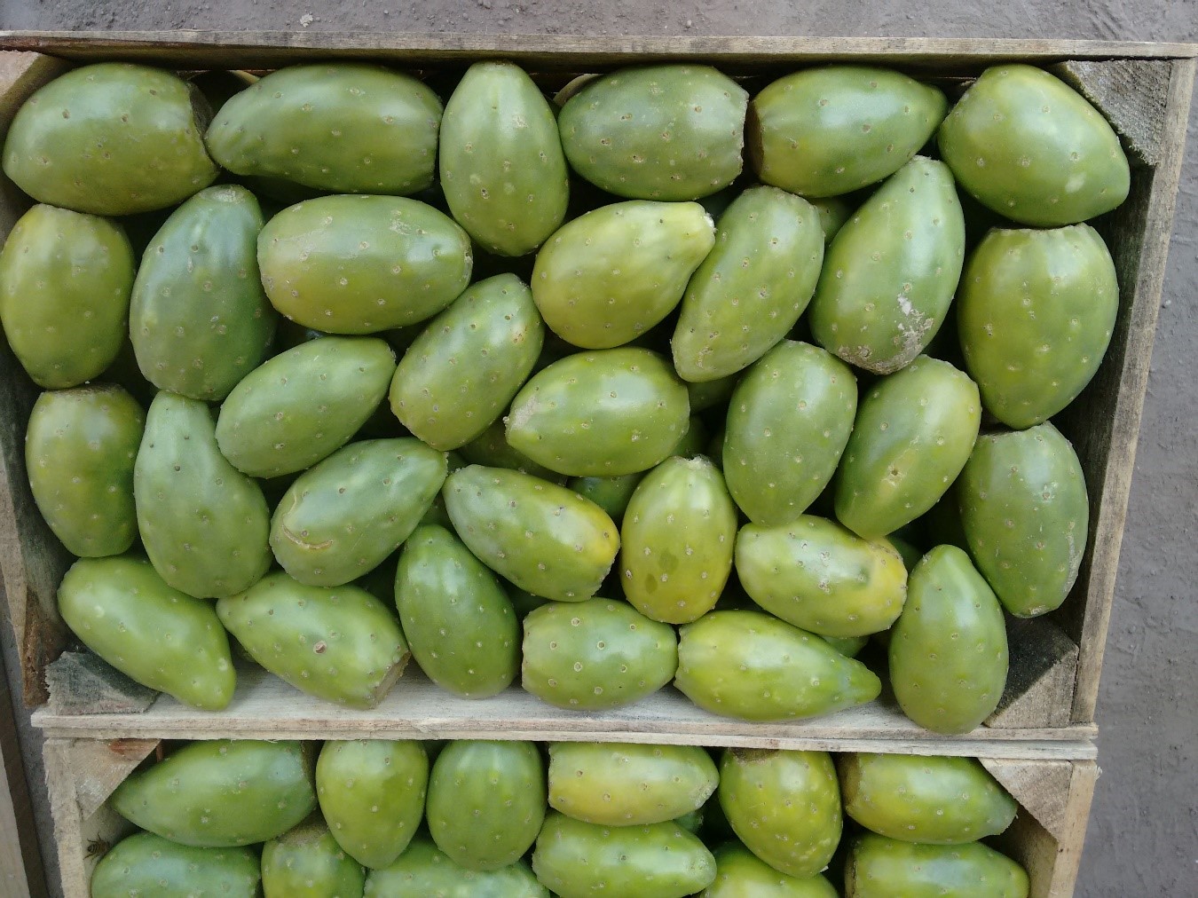 La Tuna, una fruta excelente y de exquisito sabor. Representación