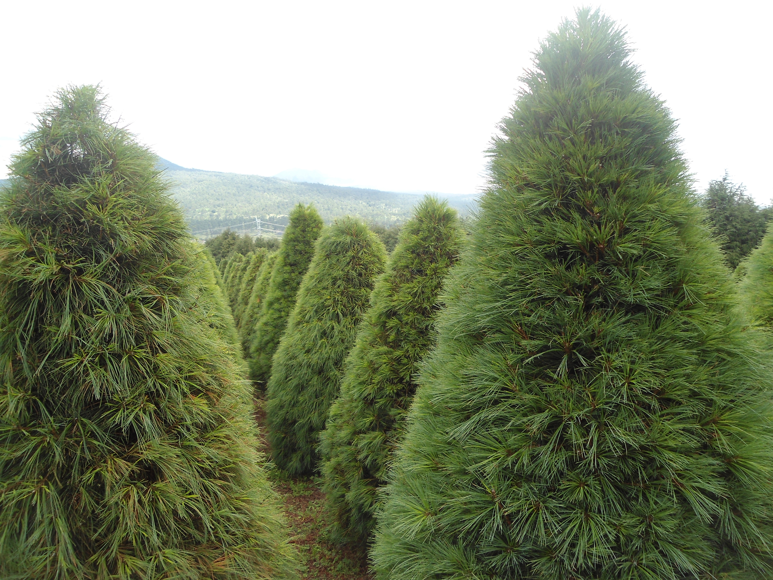 Donde comprar arbol de navidad natural en puebla Feliz navidad en España