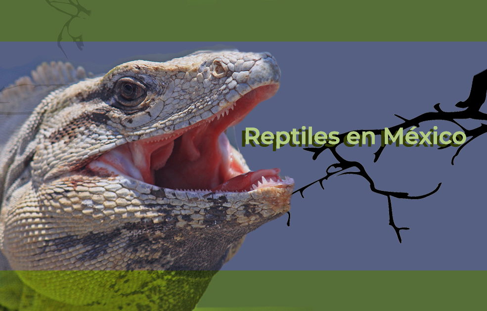 Presencia de Reptiles en México Procuraduria Federal de Proteccion al