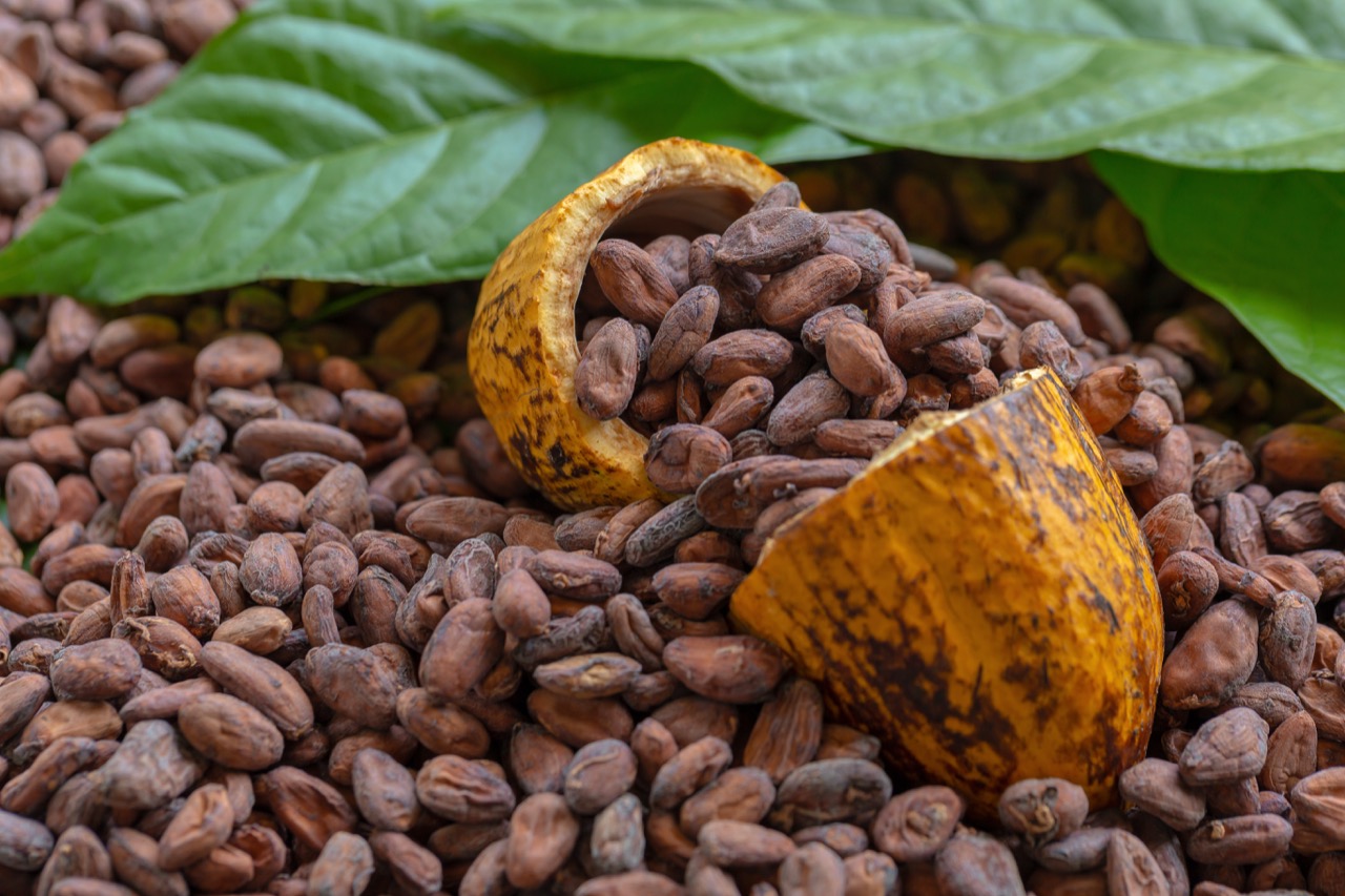 Del campo a tu paladar, el cacao, un cultivo tradicional Financiera