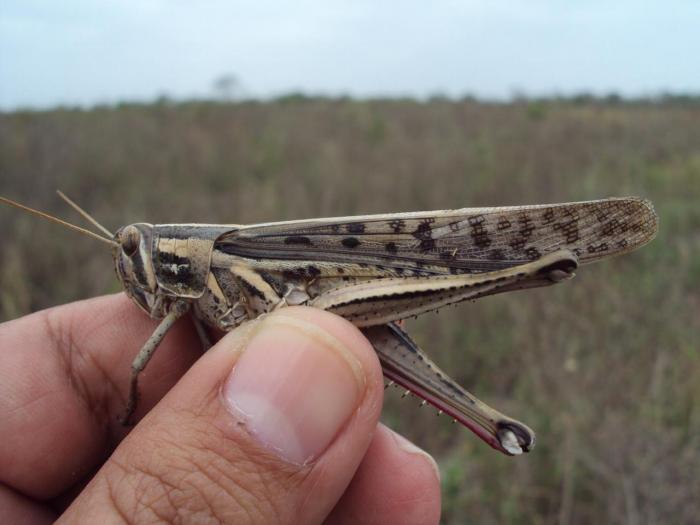 Langosta centroamericana, ubicada y bien controlada Secretaría de