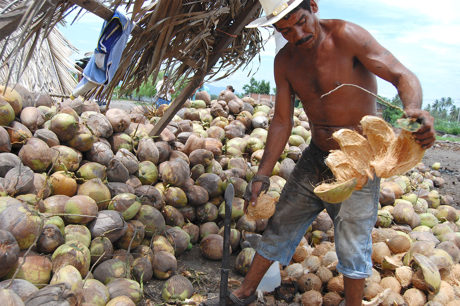 El coco es conocido como fruto exótico. Secretaría de Agricultura