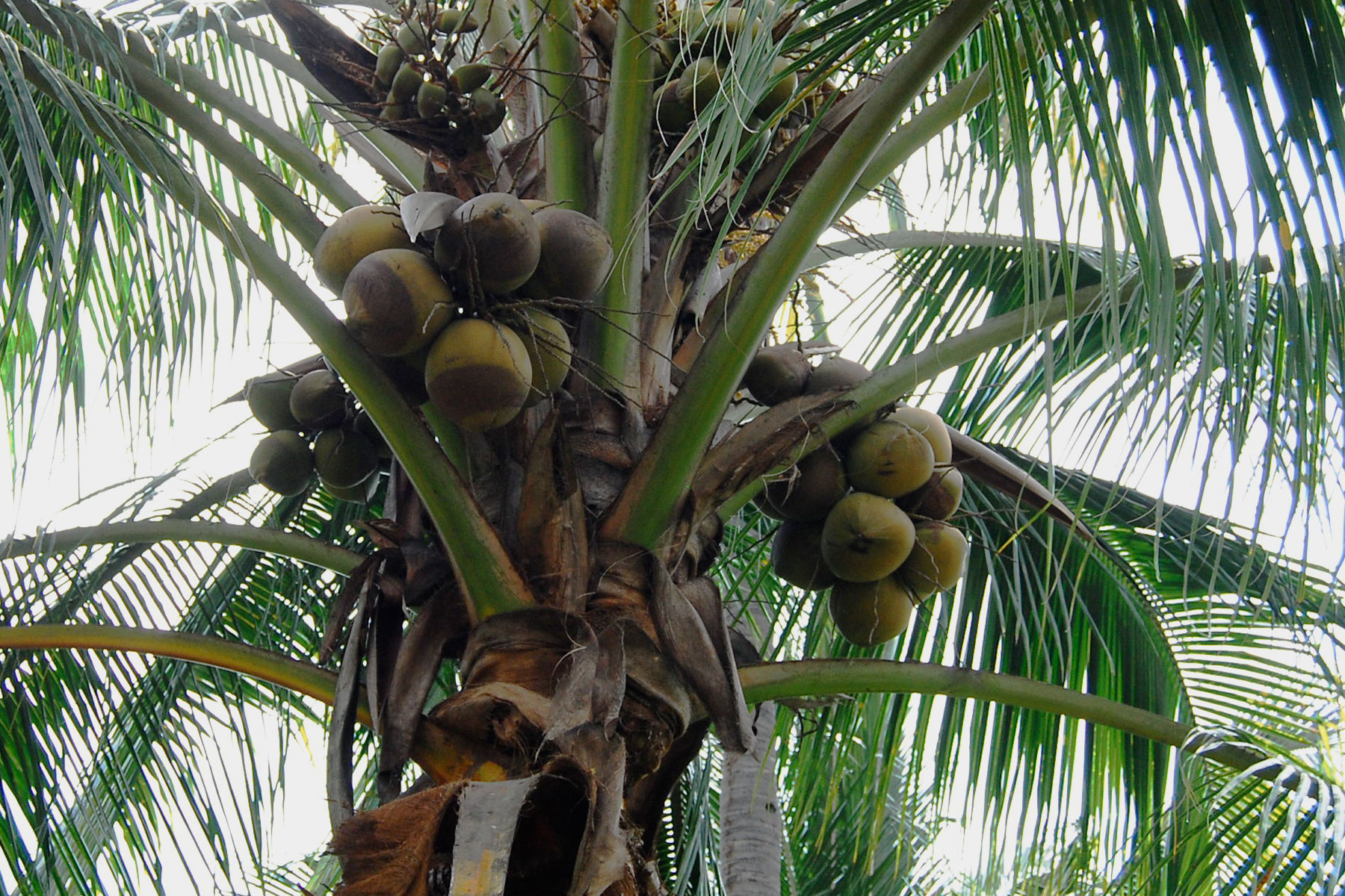 El coco es conocido como fruto exótico. Secretaría de Agricultura