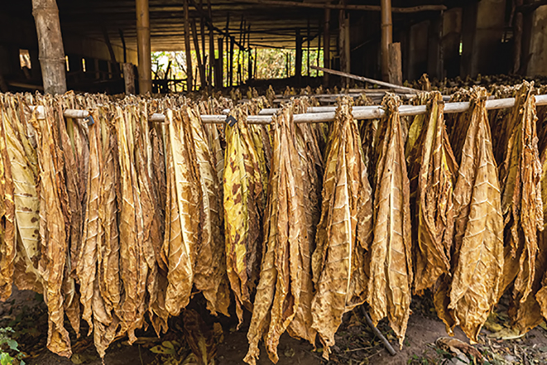 Tabaco (Nicotiana tabacum L) usos y propiedades Servicio de