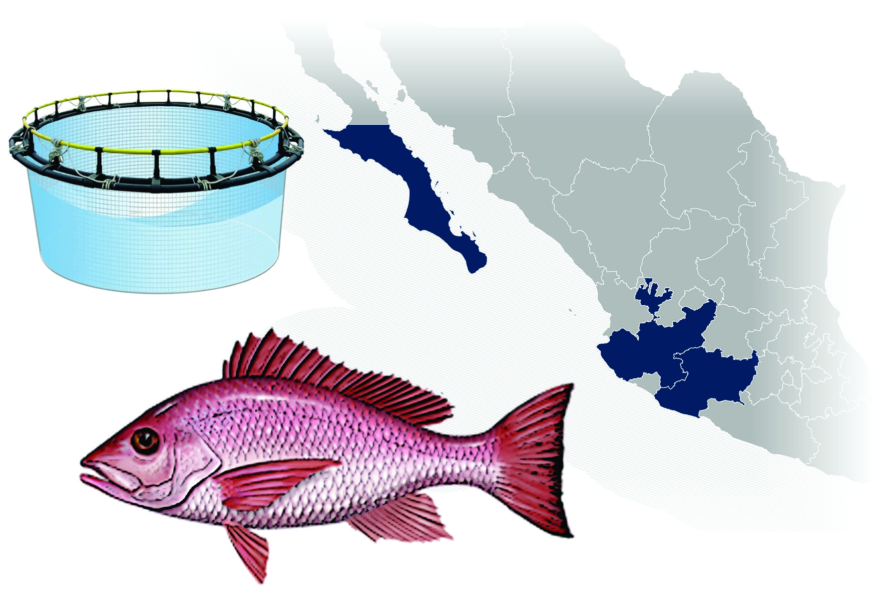 Acuicultura Huachinango del Pacífico Instituto Nacional de Pesca