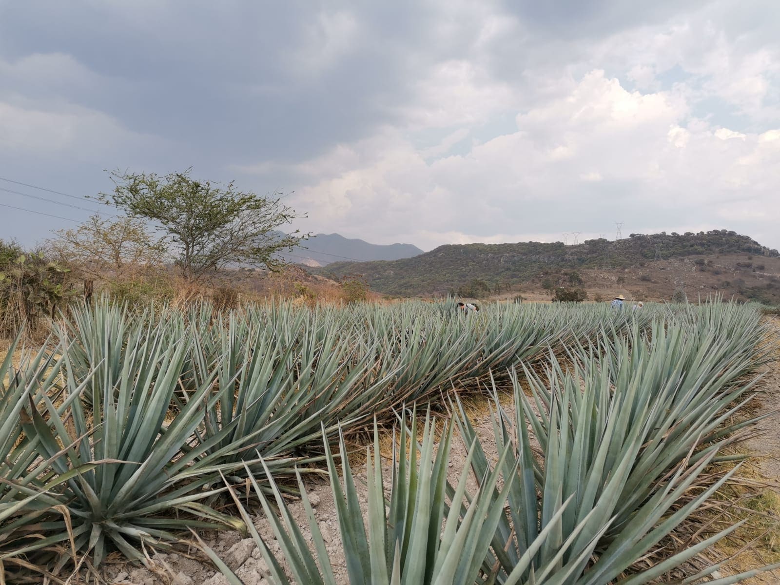 El manejo de Agave tequilana er var. Azul y su impacto en la