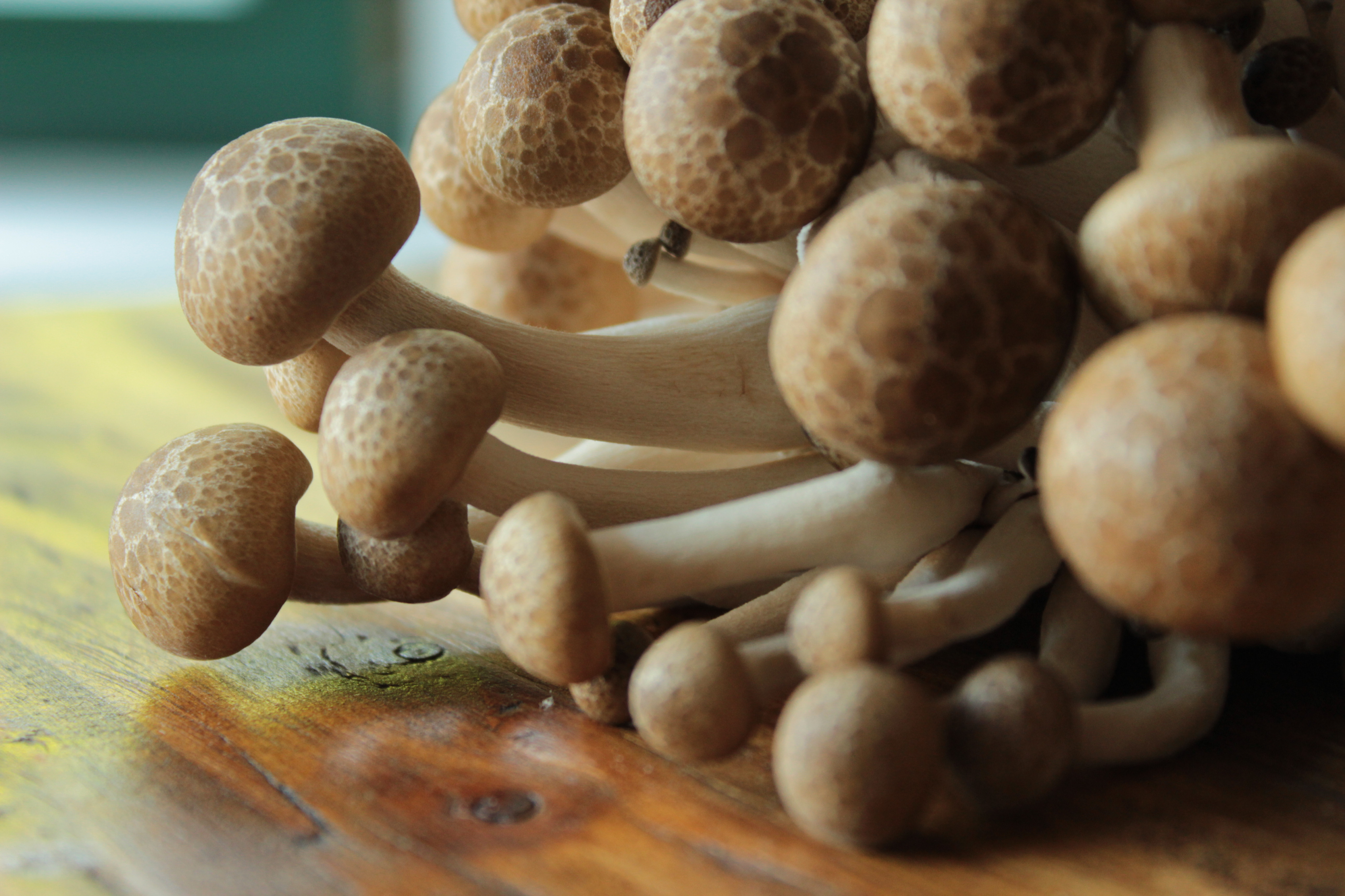 Ördögszekér gomba Gock szerint a gasztrovilág