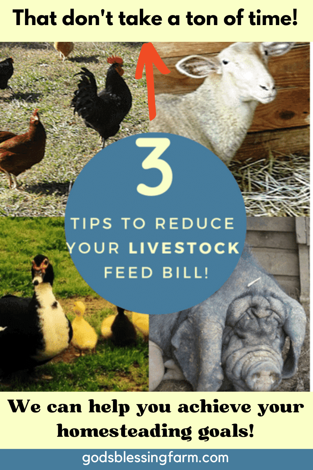 Save on Your Feed Bill