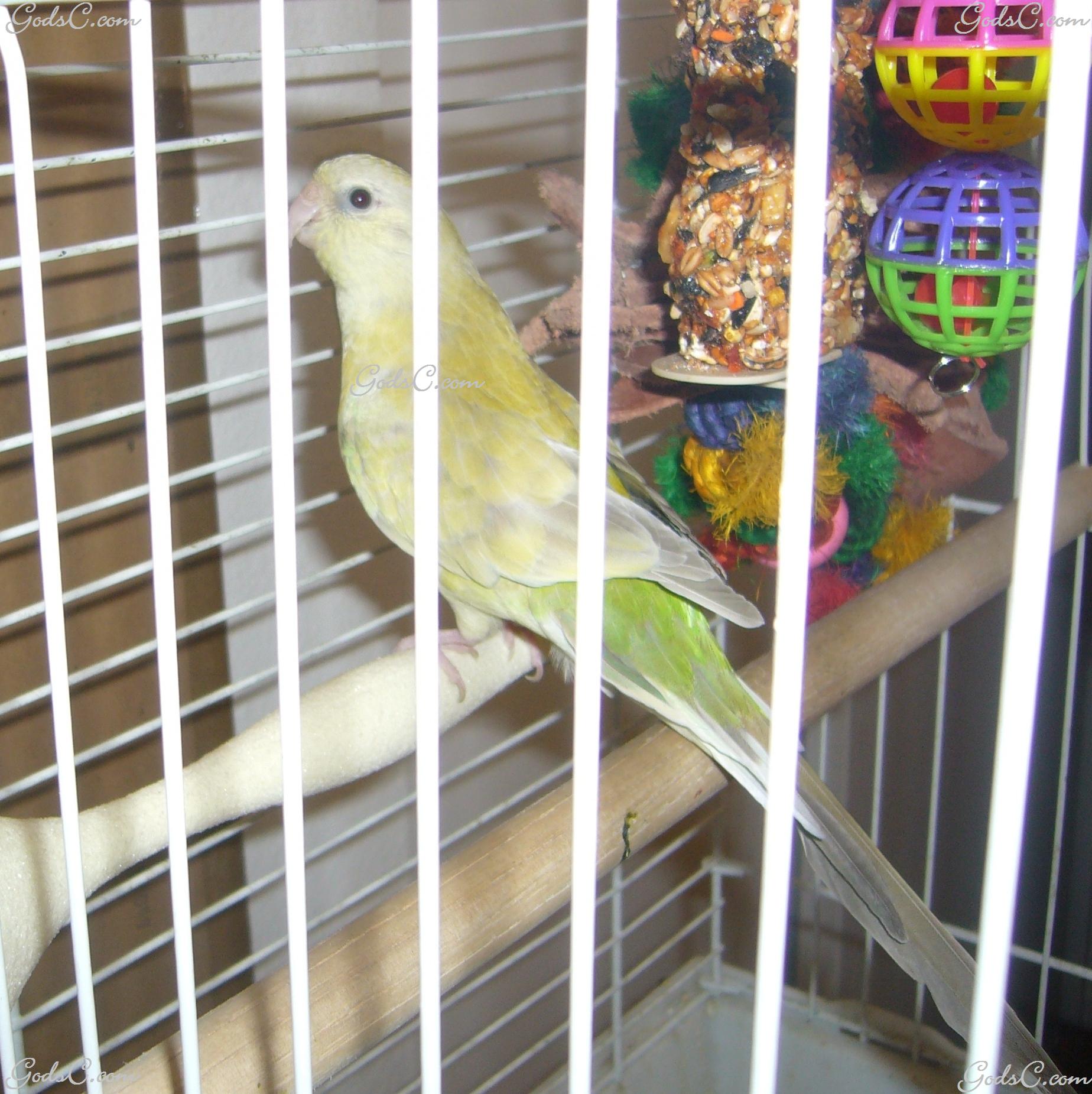 Birds & Grit God's Creatures