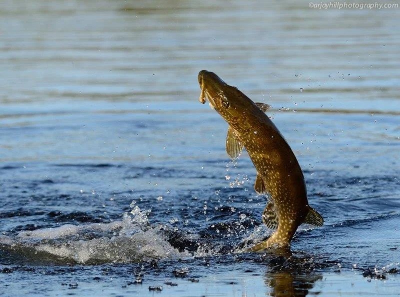 Gods Lake Elk Island Lodge Fishing Resort Gods Lake, MB Gallery