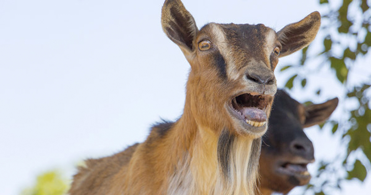 15 Inspirational Quotes From Goats To Brighten Your Day