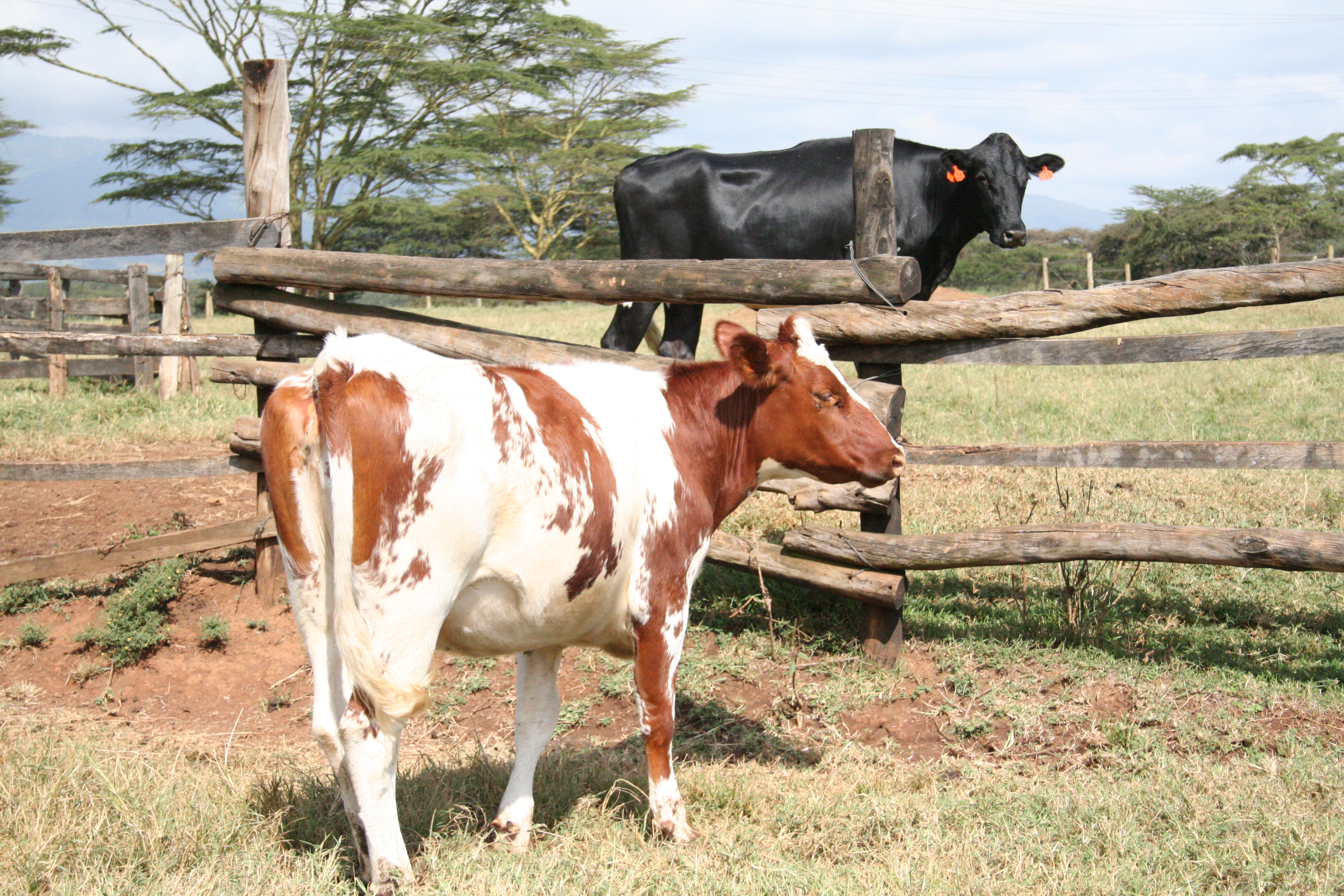 Ayrshire Cows In Kenya All About Cow Photos