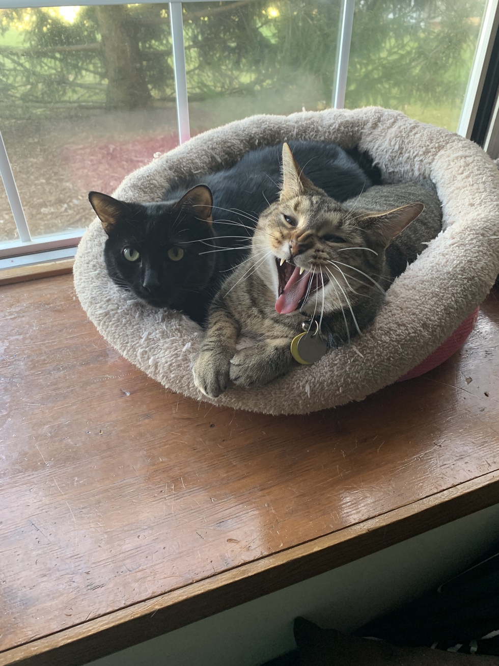 Vote for Lulu and Jinx CHA Animal Shelter’s 2022