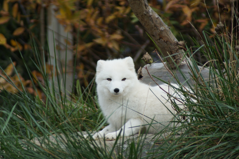 How To Use Arctic Fox Vape 2021 How to Guide 2022