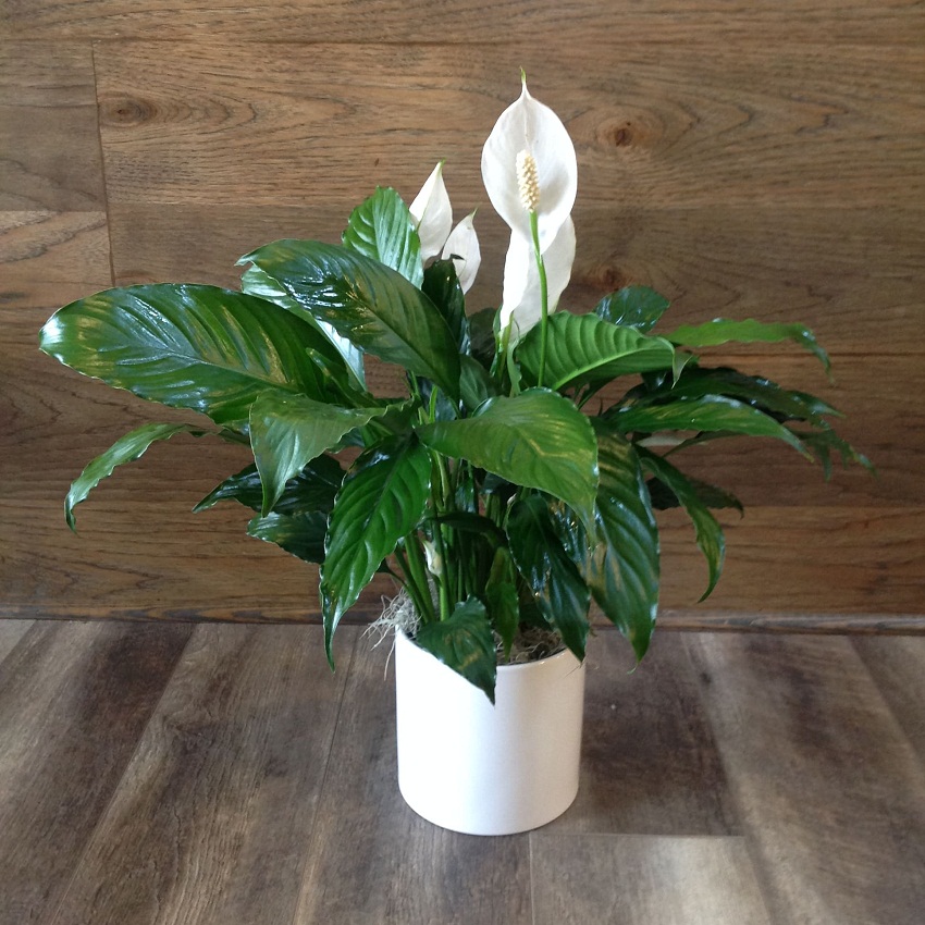 14 Living Room Plants For A Slice Of Nature In Your Interiors
