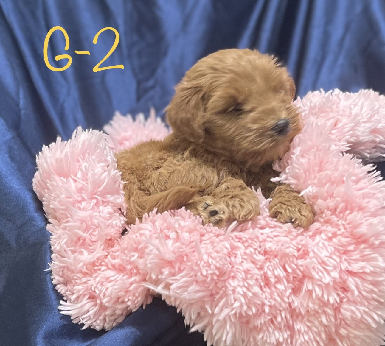 Toy Goldendoodle for Sale Goldendoodle Breeder