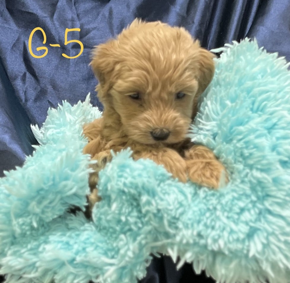 Toy Goldendoodle for Sale Goldendoodle Breeder