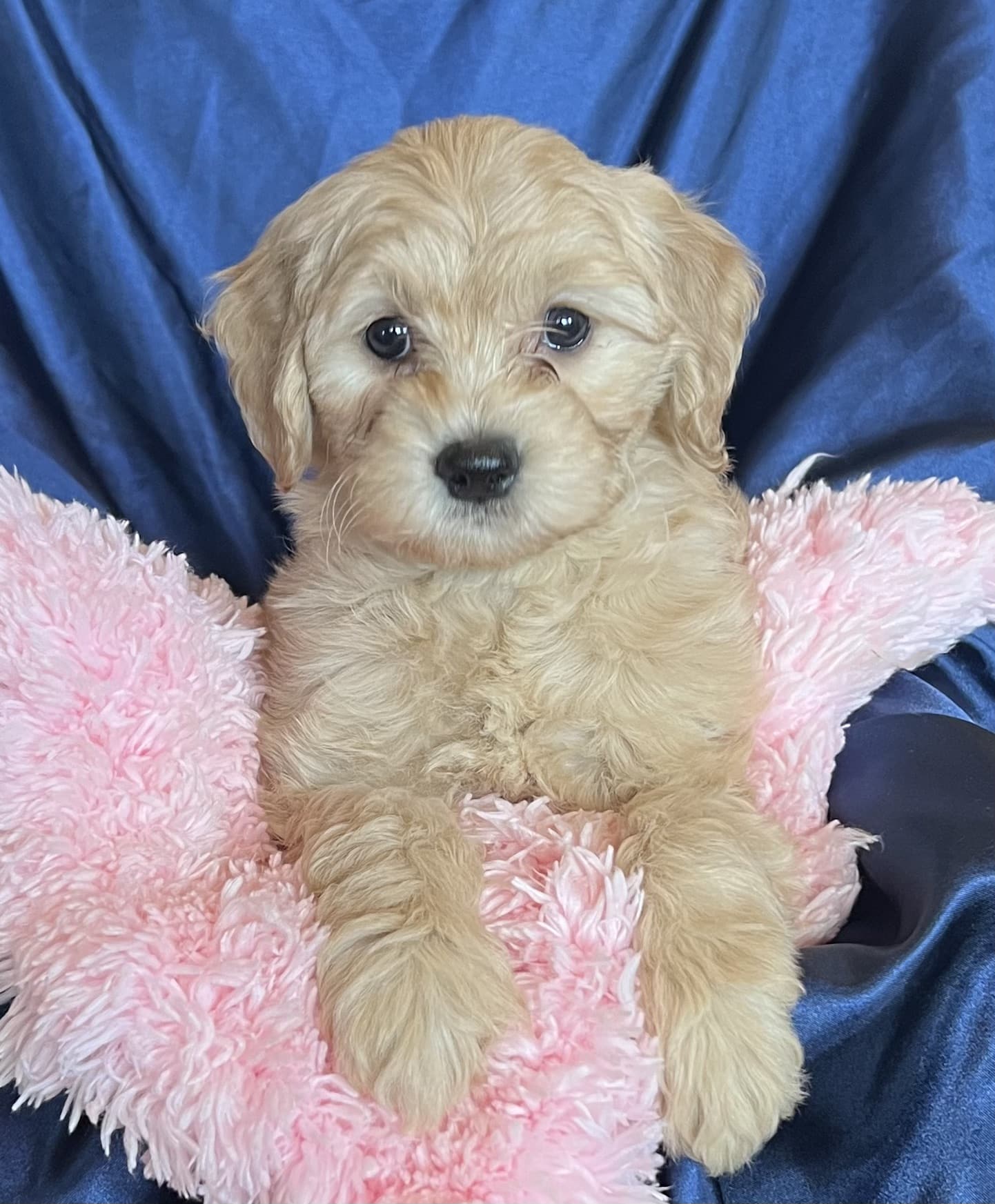 Toy Goldendoodle for Sale Goldendoodle Breeder