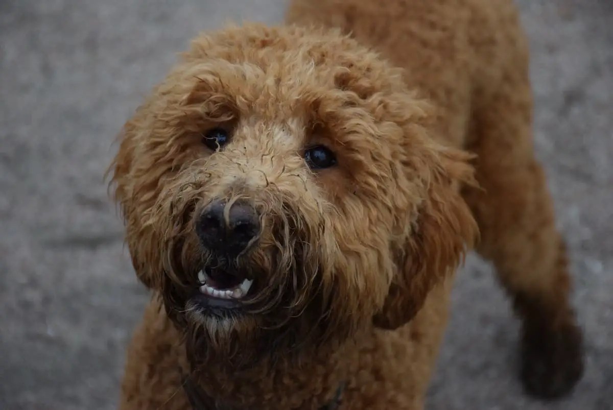 Why Are Goldendoodles So Dumb?