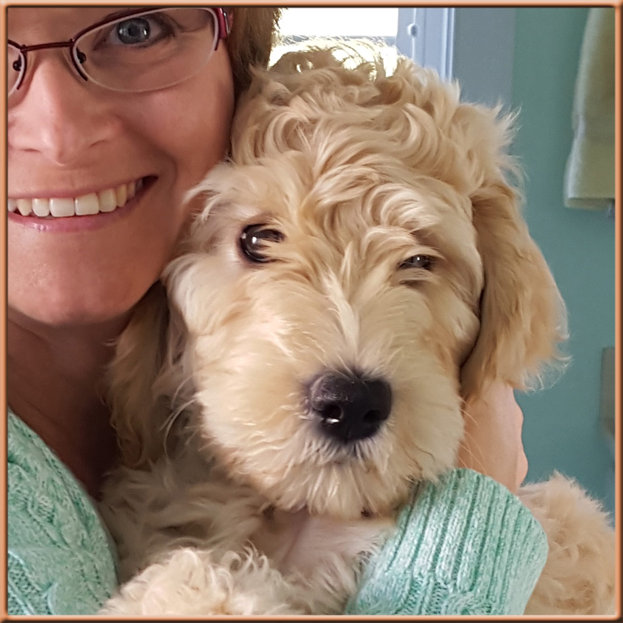 Knight Goldendoodles The Best F1B Goldendoodles in North Carolina