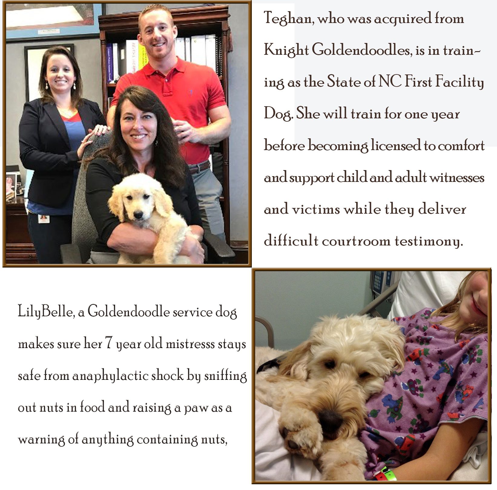 Goldendoodle Service Dogs Knight Goldendoodles