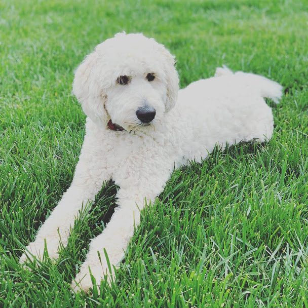 White English Creams Knight Goldendoodles