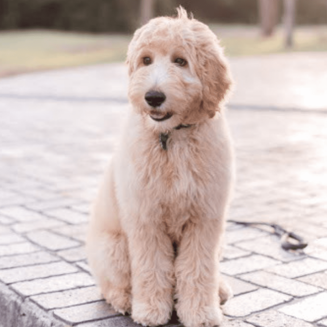 The Parents Knight Goldendoodles