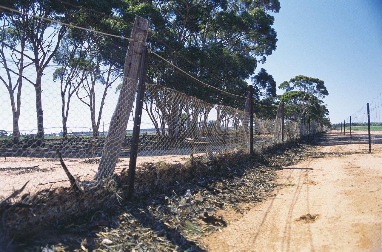 No 1 Rabbit Proof Fence Golden Pipeline