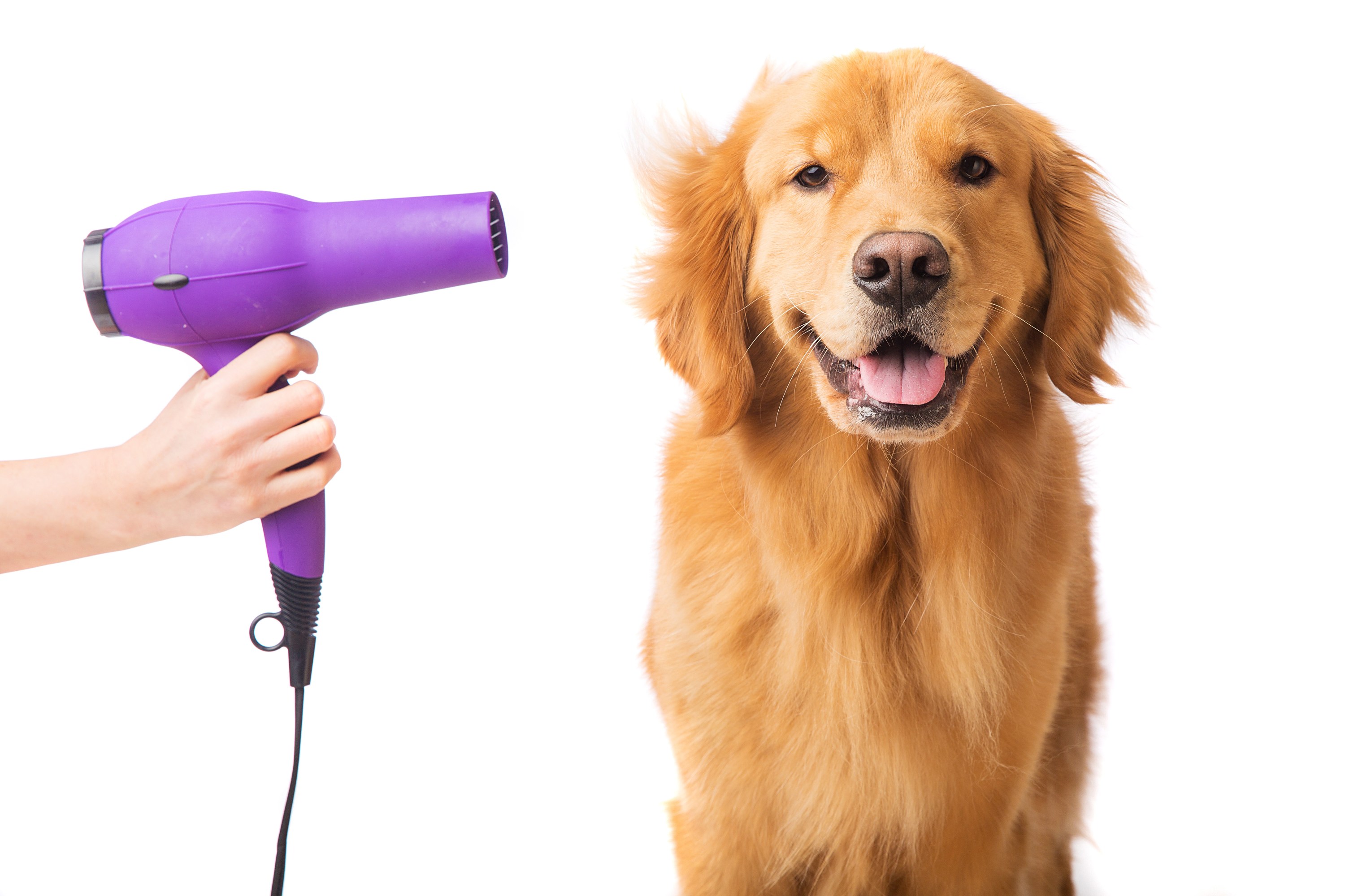 Grooming Your Golden Retriever Yorkie: Expert Tips - r5rsxgy