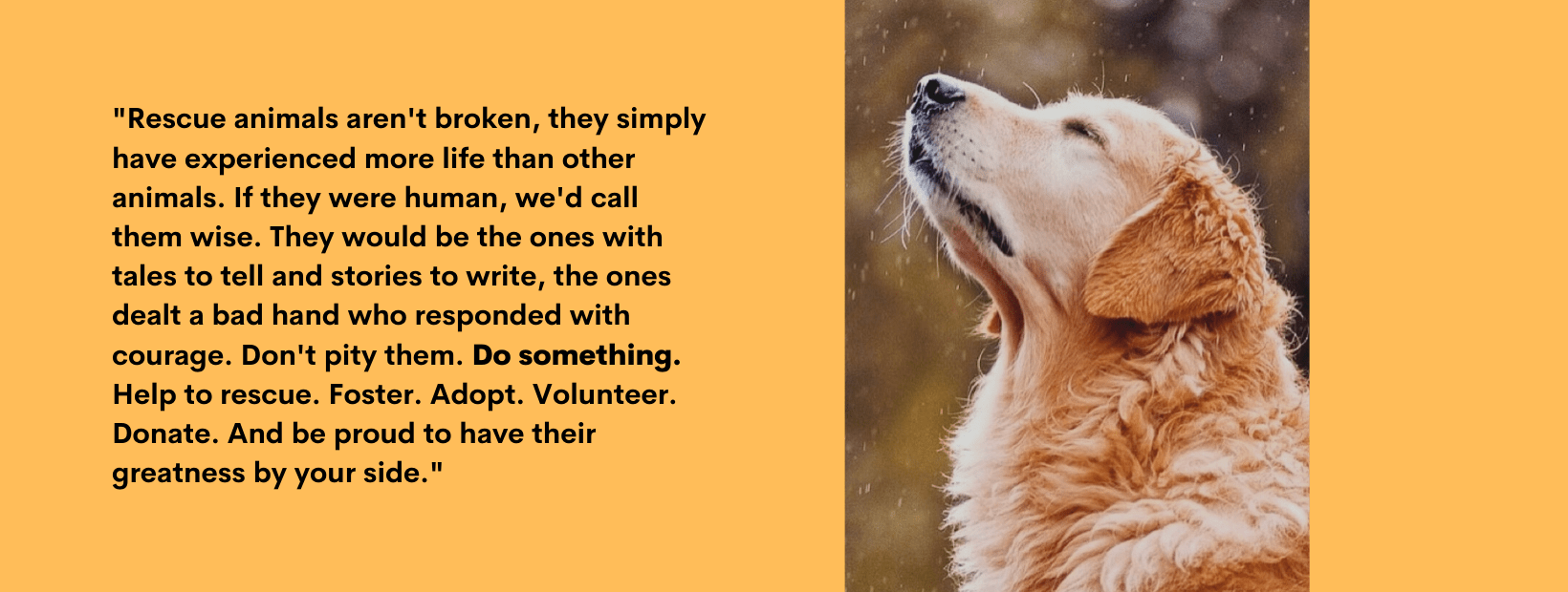 Why Does My Golden Retriever Grunt