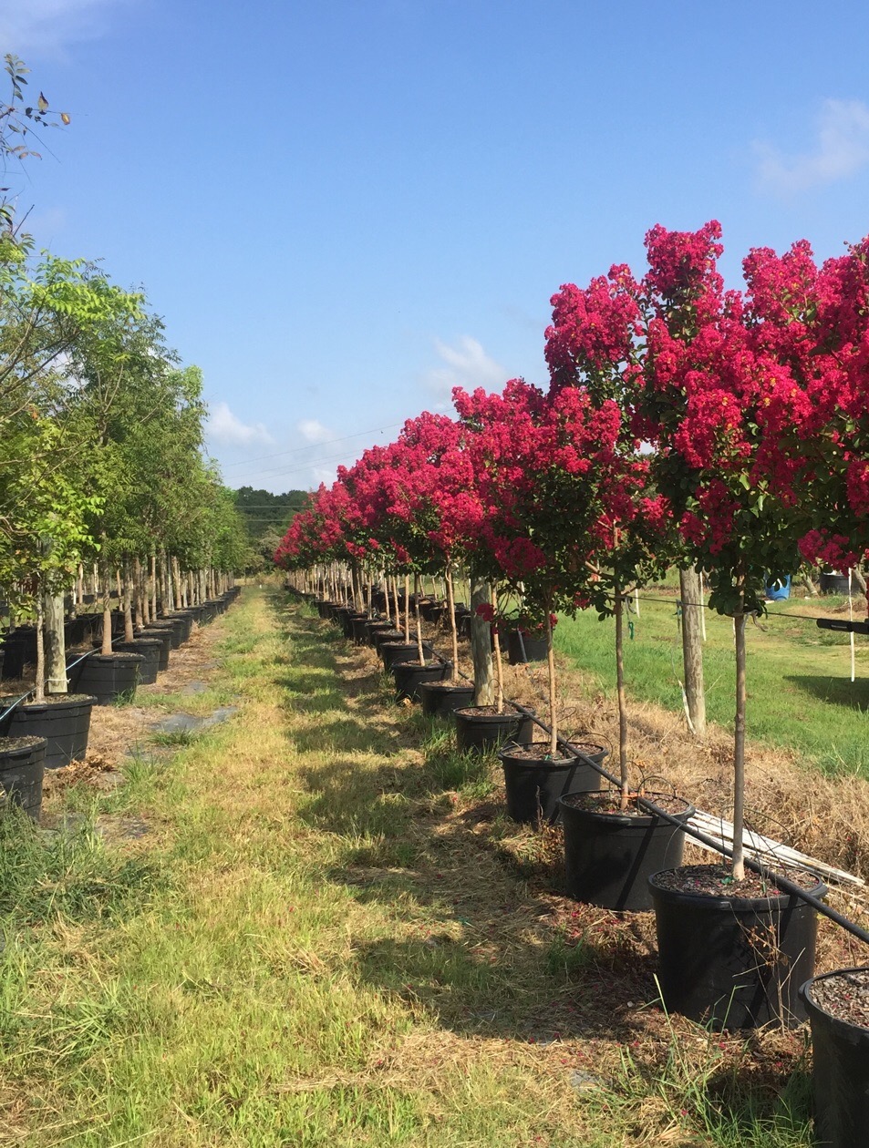 Crepe Myrtle Golden Roots Trees