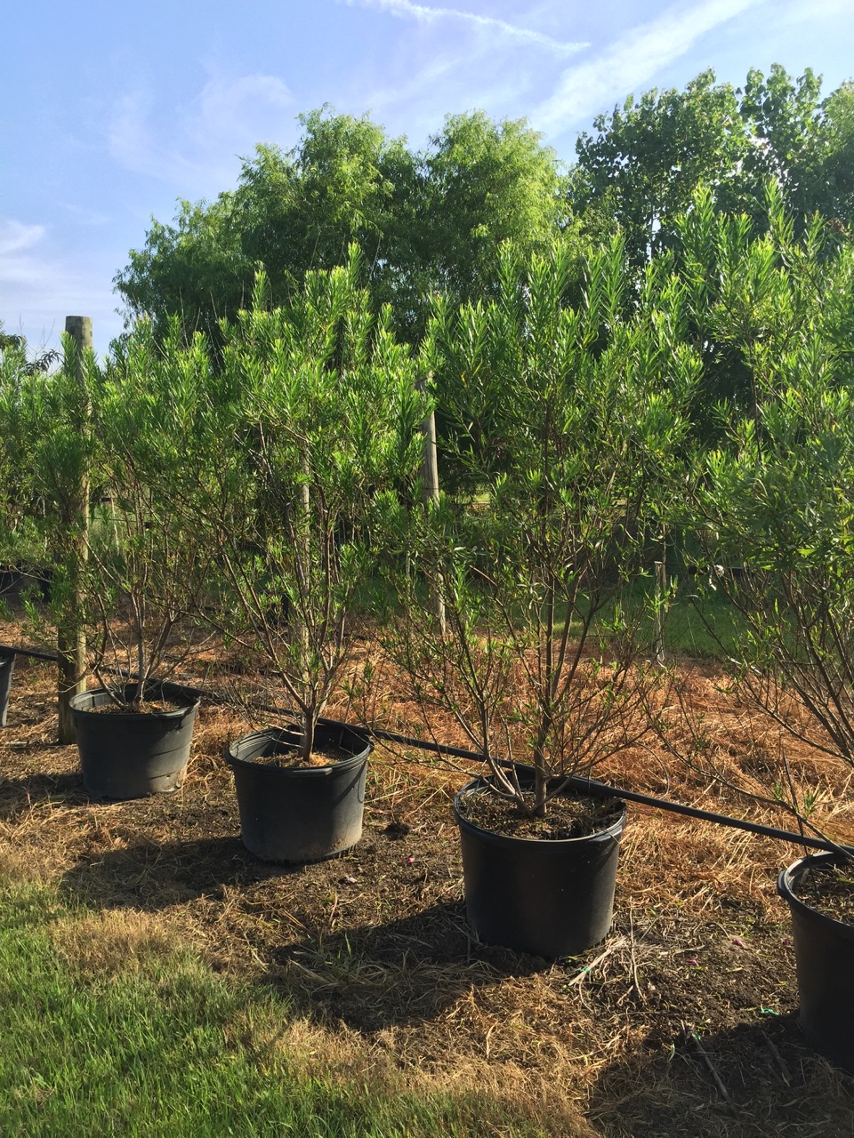 Hybrid Willows Pros And Cons / Best Evergreen Trees For Privacy Fastest