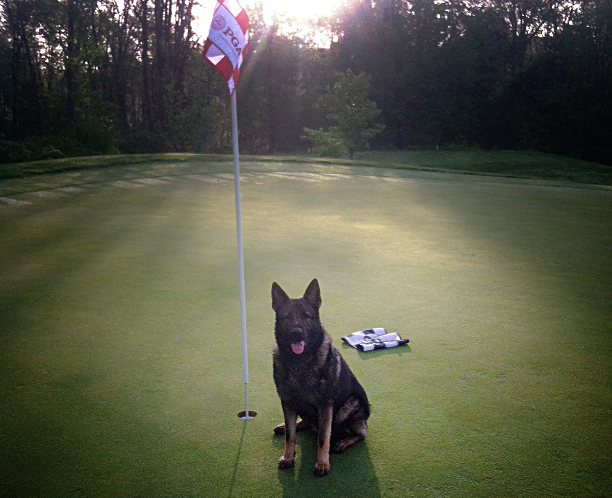 It's a Dog's Life on the Golf Course International Golf Maintenance