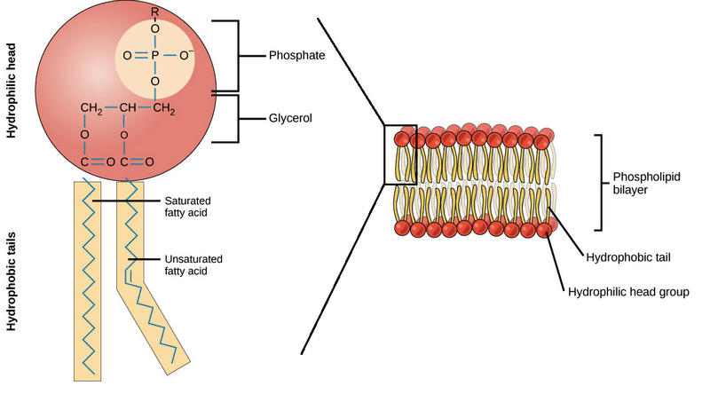Lipids What are Lipids, Phospholipids and Cholesterol?