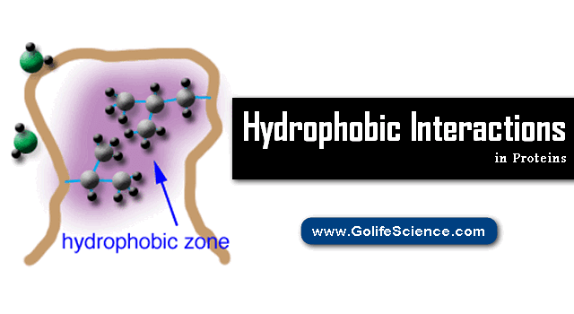 Hydrophobic interactions in protein Basics and Structure