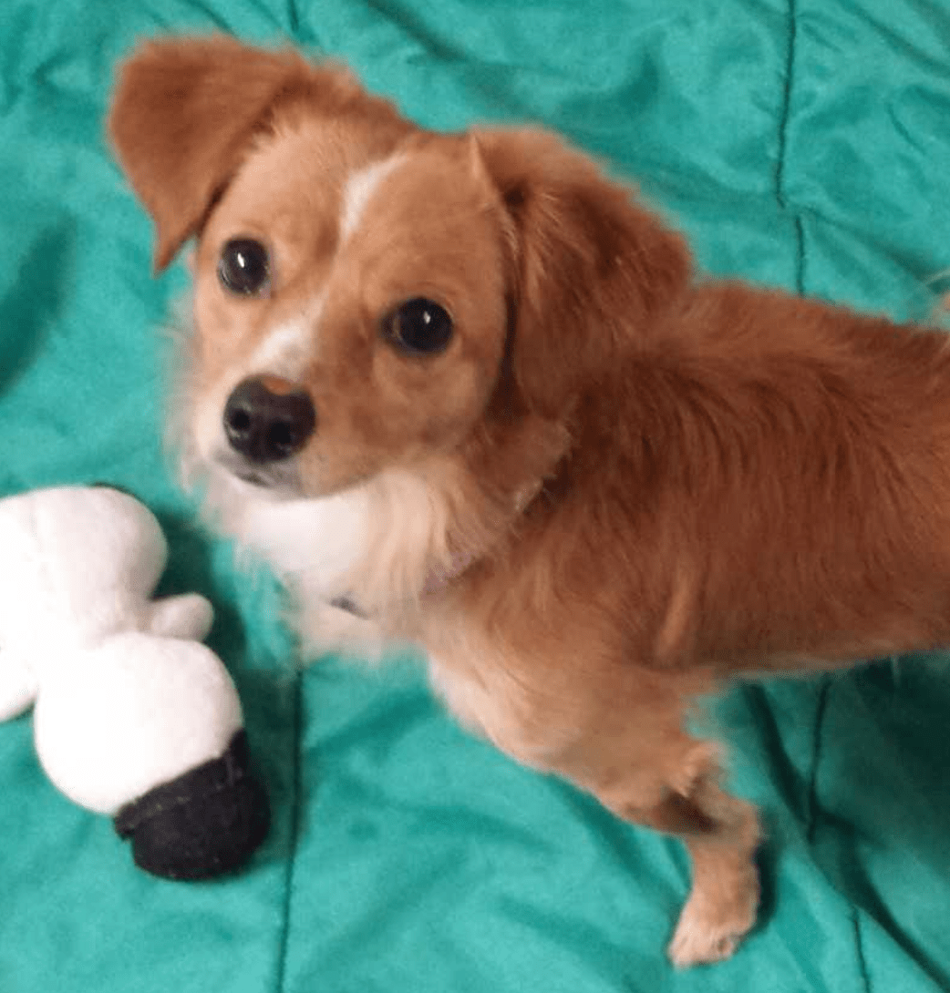 GoLocalProv 10 Great Pets in Need of Loving Homes March 5, 2019