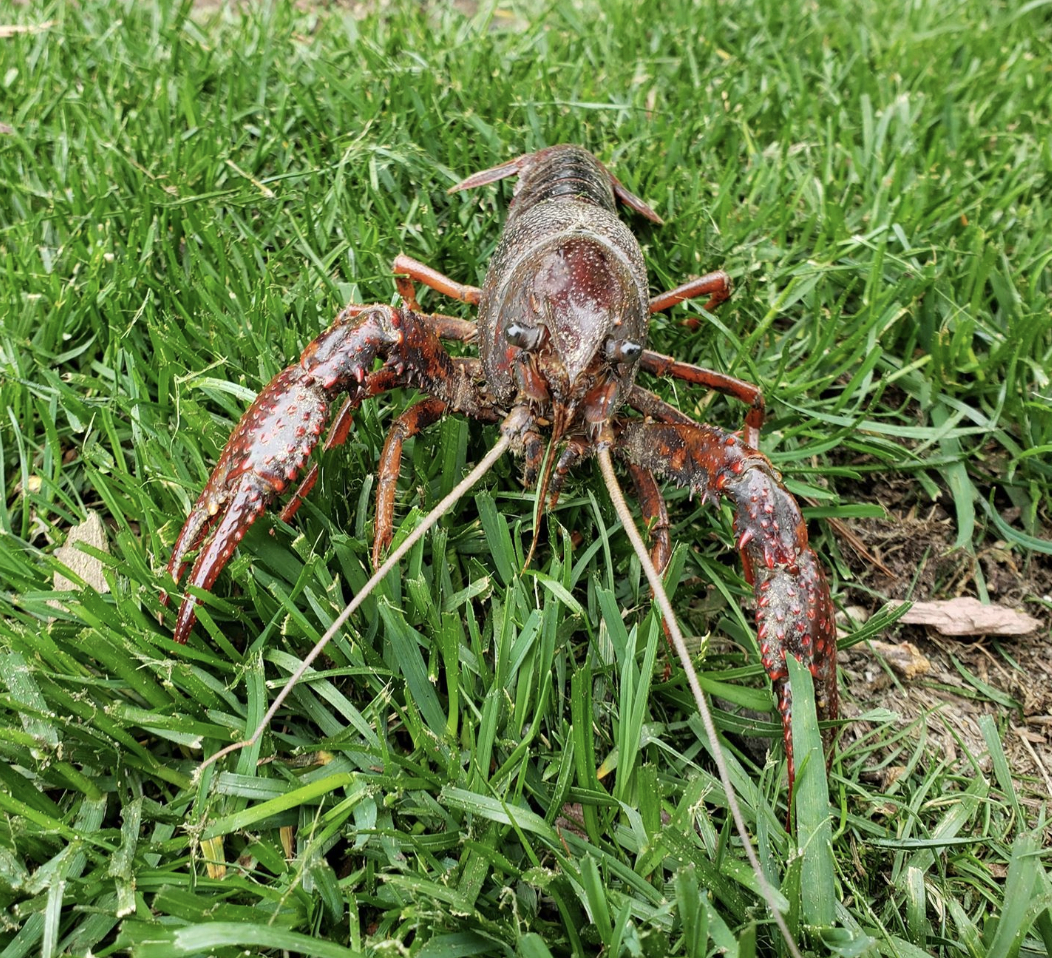 GoLocalProv VIDEO Cranston Resident Finds CuriousLooking Crustacean
