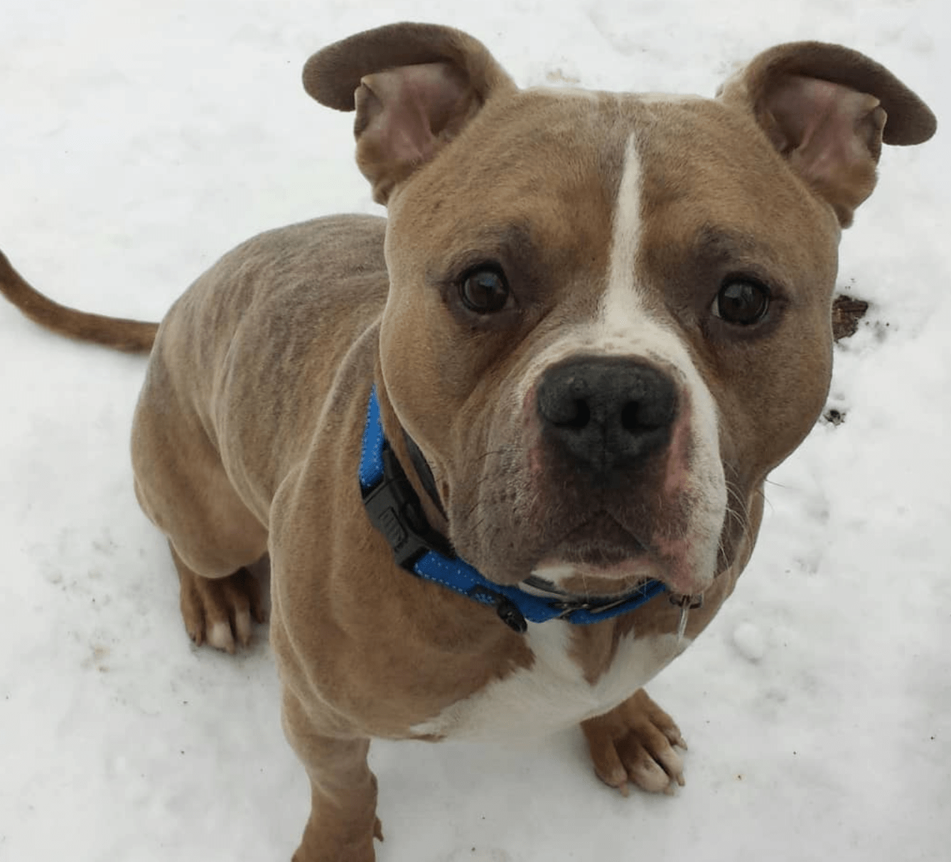 GoLocalProv 10 Great Pets in Need of Loving Homes March 12, 2019