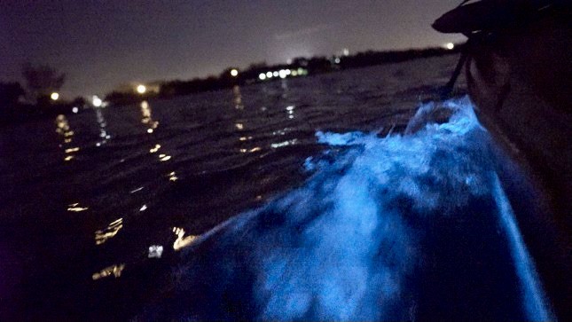 bioluminescence florida calendar 2023 Bioluminescence Kayaking On Florida's Space Coast (2022)