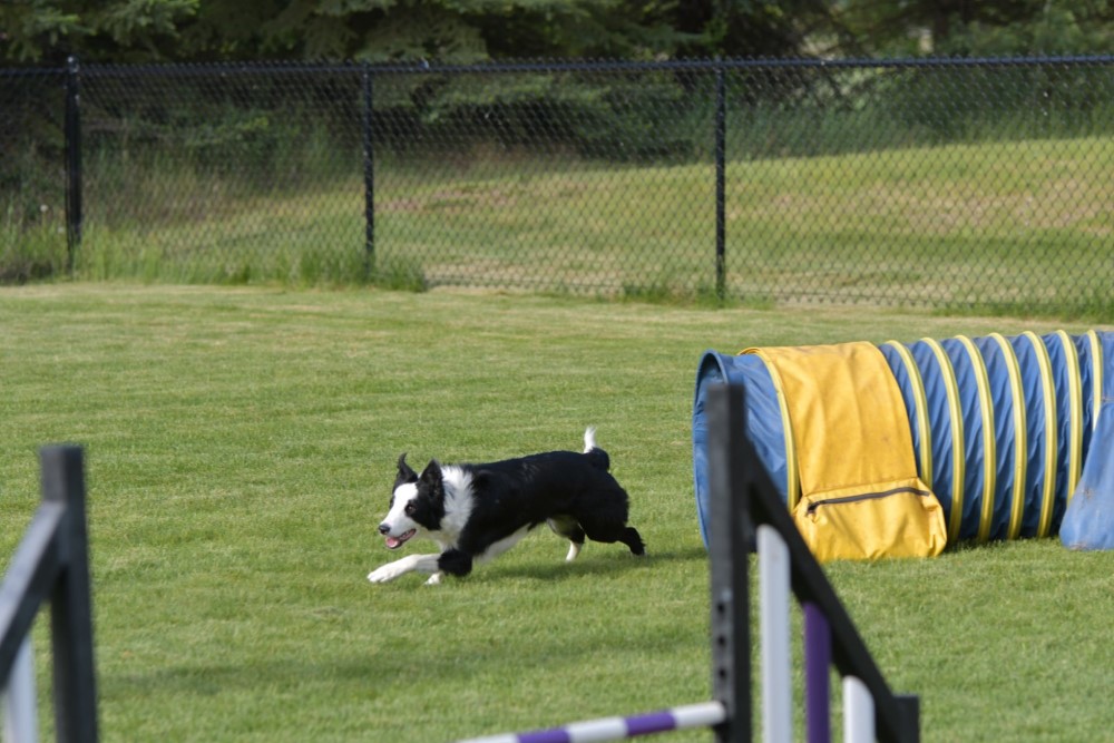Agility for Beginners Dog Agility Training in Edmonton Good Boy Dog